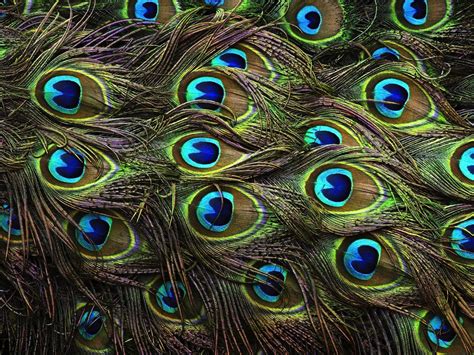 Wallpapers Of Peacock Feathers HD 2015 - Wallpaper Cave