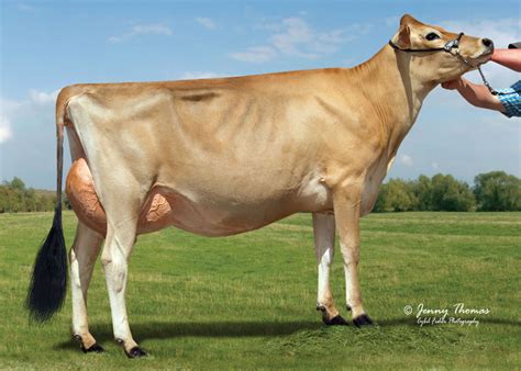 Breeds - Dairy Cows of America