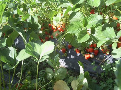 Are you Growing Brilliance Strawberries? Planting Requirements and ...