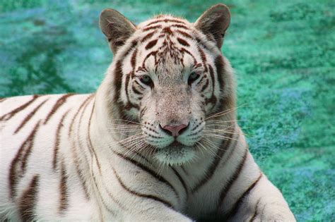 2 tigers back safe at Georgia safari after briefly escaping during tornado