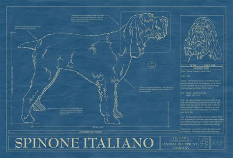 Spinone Italiano Dog Art Blueprint | Animal Blueprint Company