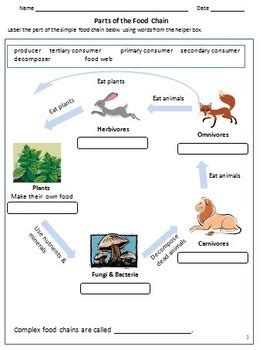 Carnivores, Herbivores & Omnivores , Food Chain & Animal Feeding Habits