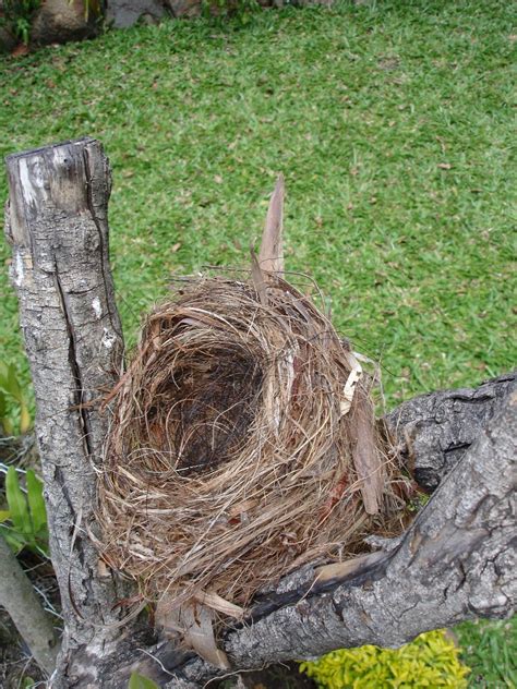 Empty nest 1 Free Photo Download | FreeImages