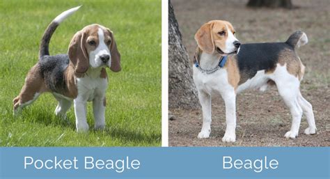 Pocket Beagle vs Beagle: What’s the Difference? | Hepper