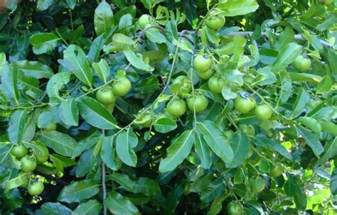 Black Sapote tree also known as Diospyros digna fruit.JPG