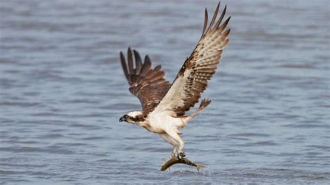 Bassenthwaite ospreys: Farmer guilty of disturbing nest | National ...