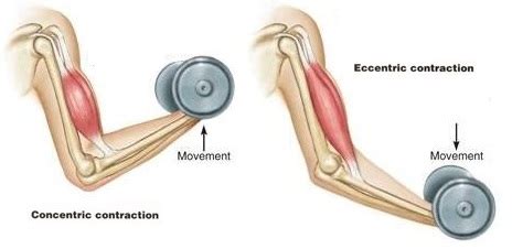 Types of muscle contraction – HSC PDHPE