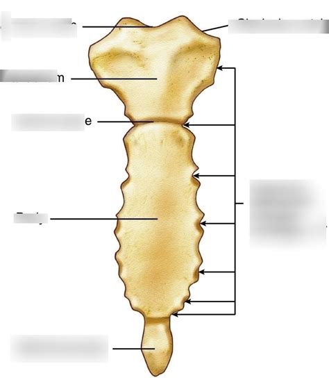 Sternum Diagram Diagram | Quizlet