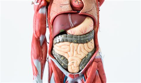 Labeled Diagram Of Internal Organs Human Body - Diagram Internal Female ...