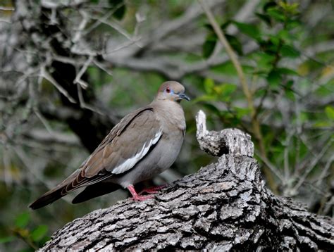 White-winged Dove | Audubon Field Guide