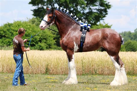 Clydesdale … | Clydesdale horses, Big horses, Horses