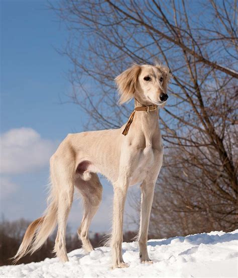 Saluki - BURVET - Bursa Veteriner Kliniği