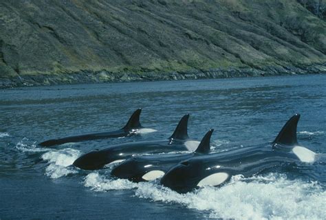 Family crucial to orca survival