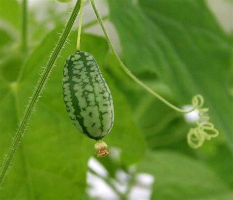 Mexican Sour gherkin | Heirloom vegetables, Perennial plants, Plant leaves