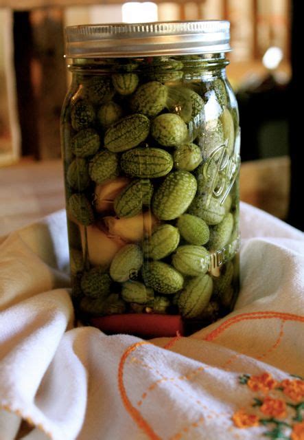 Mexican Sour Gherkins Star in Refrigerator Pickles Recipe ...