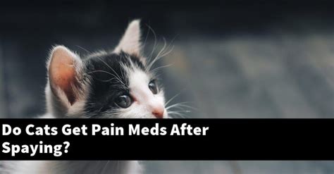 Do Cats Get Pain Meds After Spaying? – Catstopics