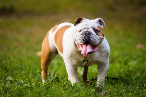 Bulldog | Great Pet Care