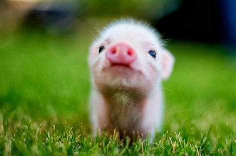 Cute baby piggy | Cute animals, Baby pigs, Cute pigs