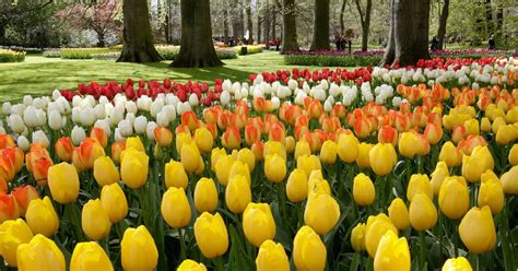 Visita Keukenhof - El parque de tulipanes en Holanda