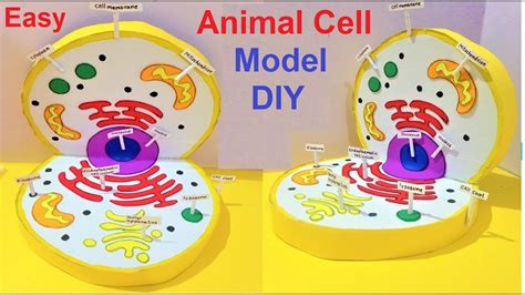 Top 162+ Animal cell diagram 3d model - Merkantilaklubben.org