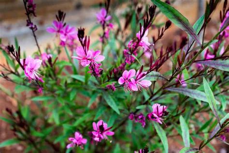 8 Different Types of Gaura Flowers | Gaura, Gaura plant, Herbaceous ...