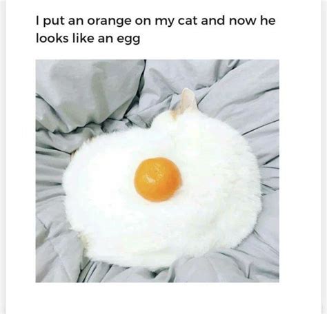 Egg cat (Egg cat) - Meme by ExecutionerStudios :) Memedroid