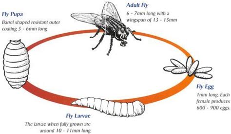 How to Get Rid of Flies Indoors and Outdoors | Get rid of flies, New ...