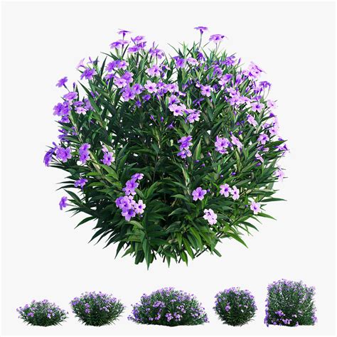 Brittoniana plant set ruellia 3D - TurboSquid 1631181