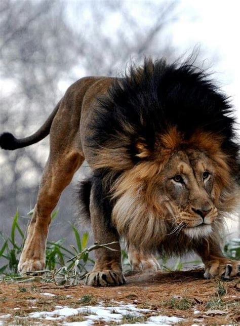 Black Mane Lion | Animals, Animals beautiful, Animals wild