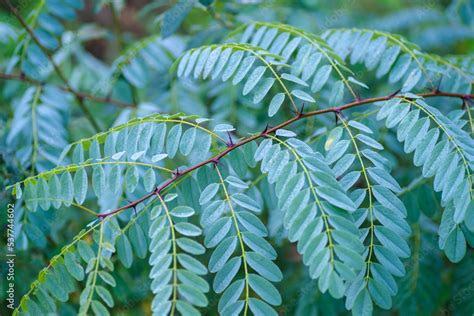 acacia leaves Stock Photo | Adobe Stock