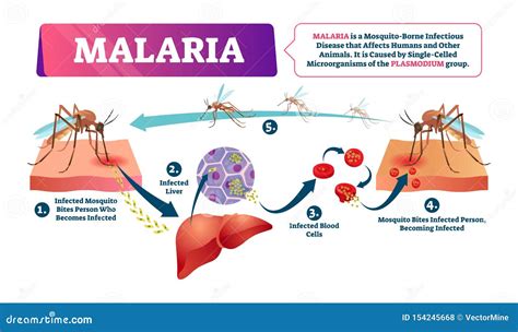 Malaria Diagram Stock Illustrations – 120 Malaria Diagram Stock ...