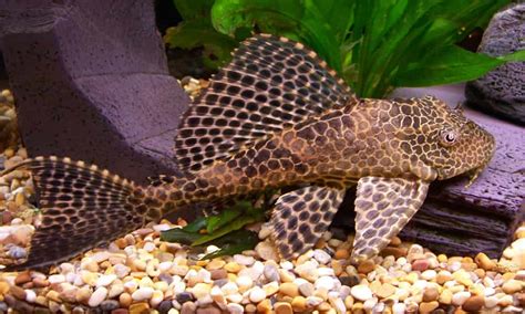 Bristlenose Plecostomus: Care Guide, Diet, Habitat, and Breeding ...