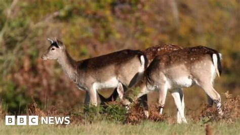 Ashdown Forest deer cull 'necessary to save lives'