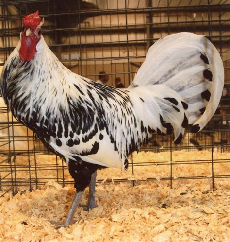 Silver Spangled Hamburg Chicken - Chicks for Sale | Cackle Hatchery