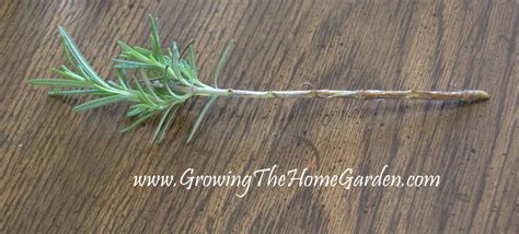 How to Propagate Rosemary in Water from Cuttings - Growing The Home Garden