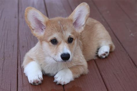 34 Cutest Corgi Mixes That'll Melt Your Heart