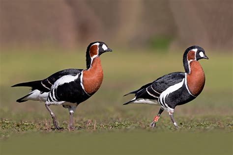 Geese of the World - Wildfowl