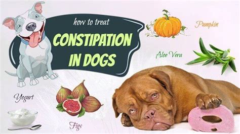 How To Cure Dog Constipation - Northernpossession24