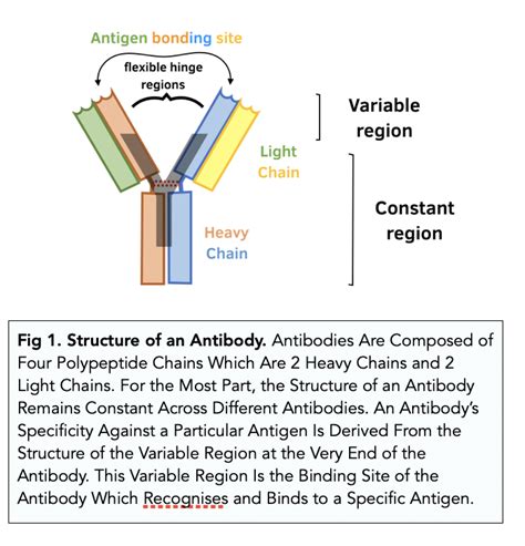 Structure and Function of Antibodies (A-level Biology) - Study Mind