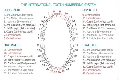 Adult Teeth Numbering Chart