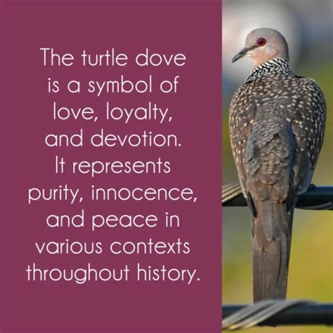 Turtle Dove Symbolism: 3 Powerful Messages Of Peace & Harmony - Joyce ...