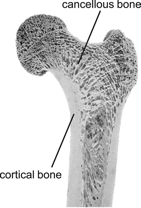 Cortical and cancellous bone in human femur. | Download Scientific Diagram