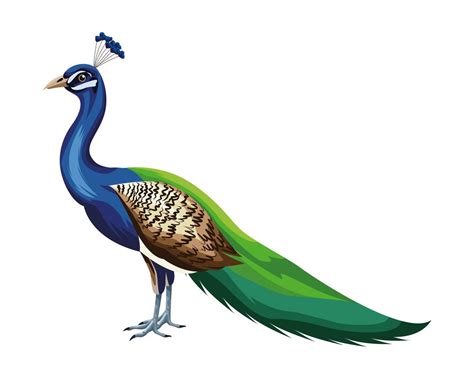 Peacock Vector Art, Icons, and Graphics for Free Download