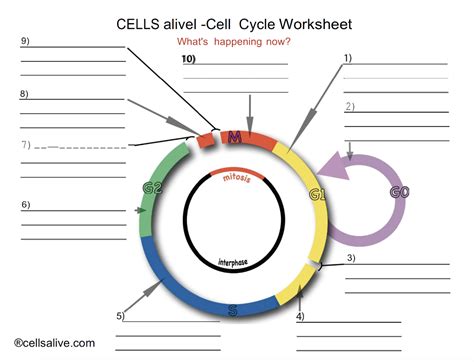 Solved CELLS alivel -Cell Cycle Worksheet What's happening | Chegg.com