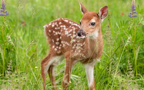 If You Find a Fawn, Leave it Alone | Virginia DWR