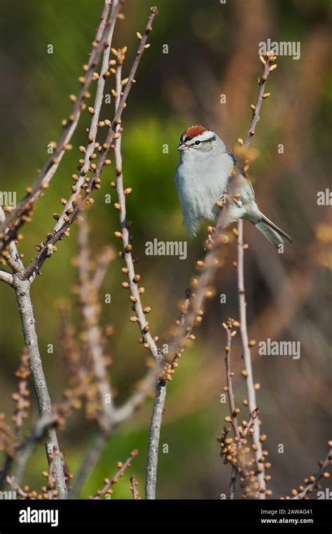 Chipping sparrow during spring migration Stock Photo - Alamy