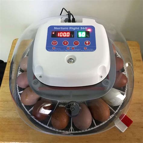 10 Best Chicken Egg Incubators