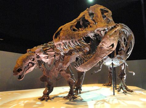 File:Dinosaur exhibit - Houston Museum of Natural Science - DSC01881 ...