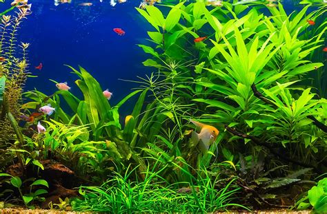 How To Care For Aquarium Plants - Crave Magazine