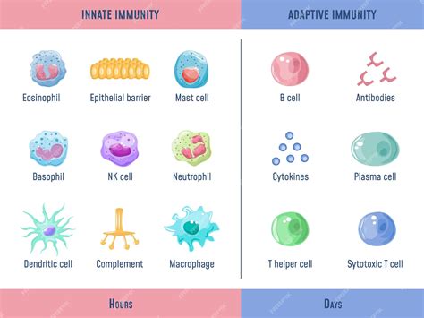 Premium Vector | Adaptive immune system Cells Innate immunity ...